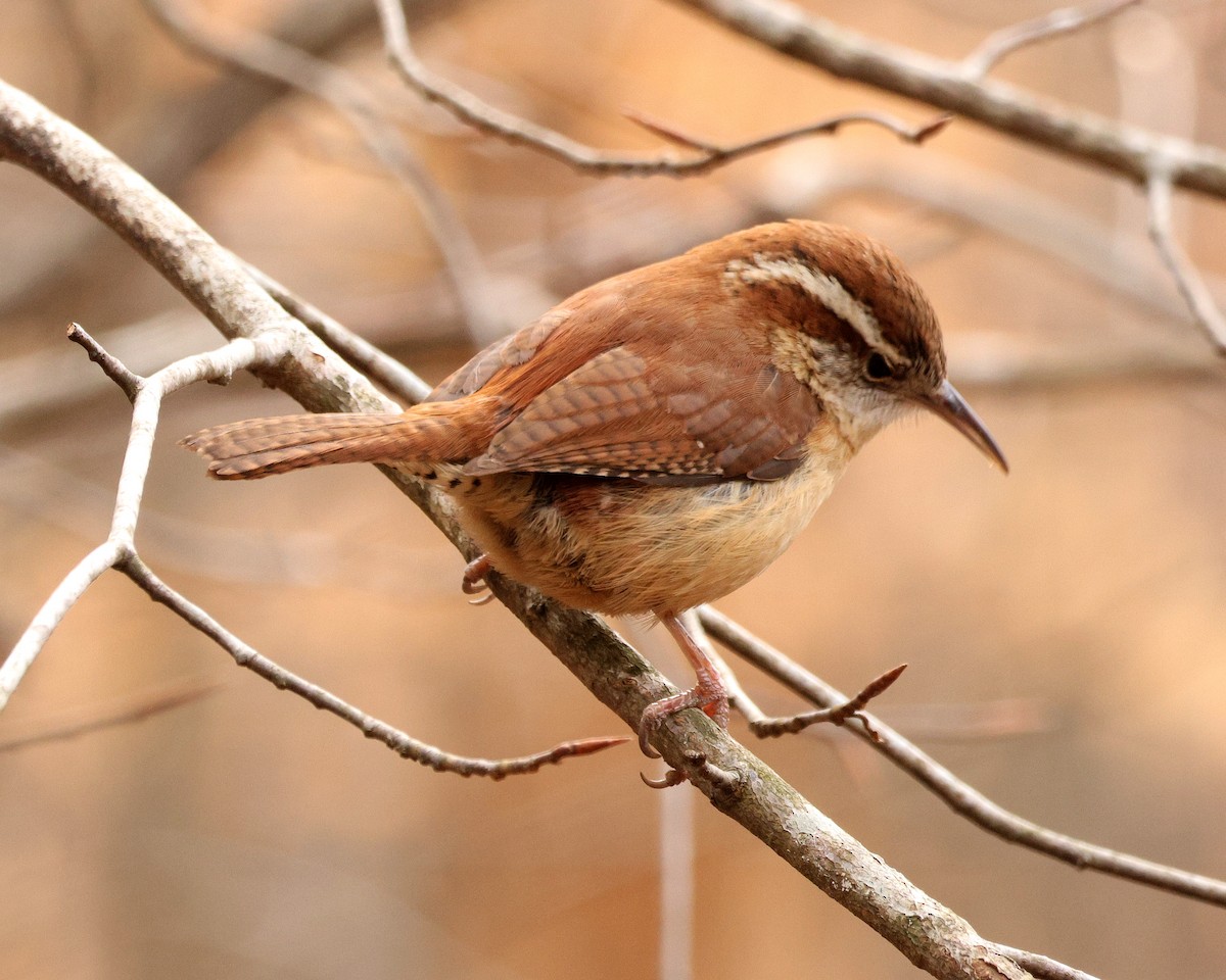 Carolina Wren - ML651406685