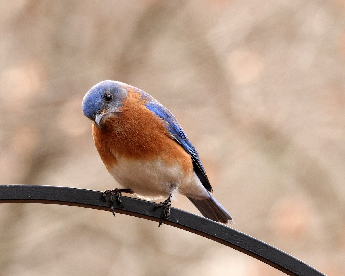 Eastern Bluebird - ML651406715