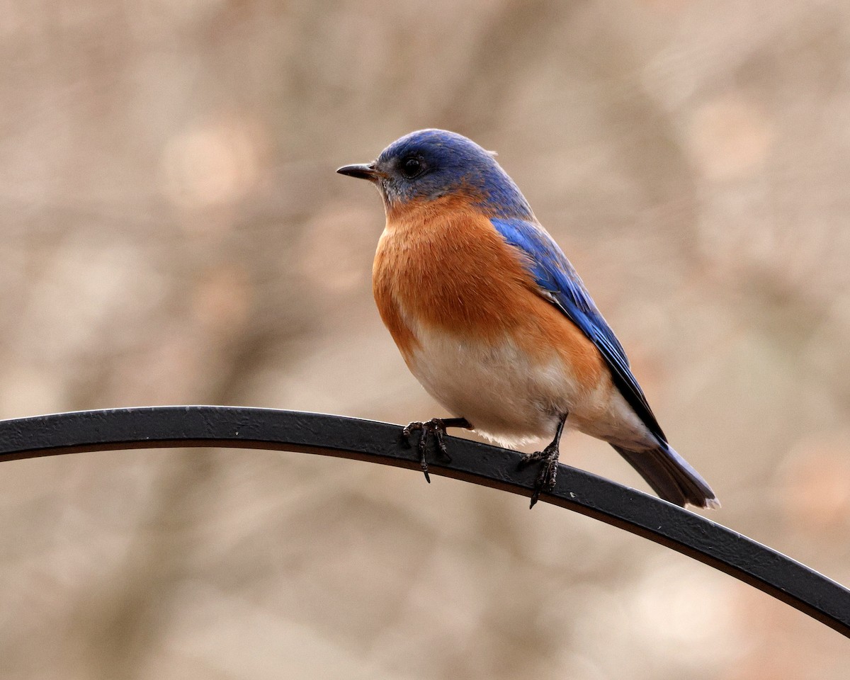 Eastern Bluebird - ML651406716