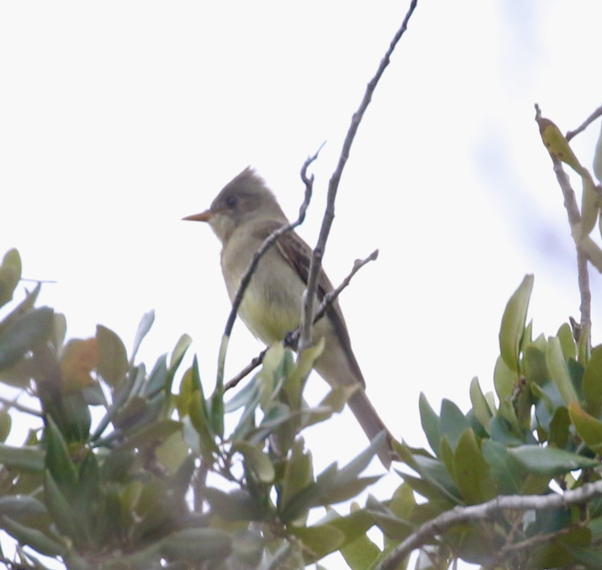 Greater Pewee - ML651406758