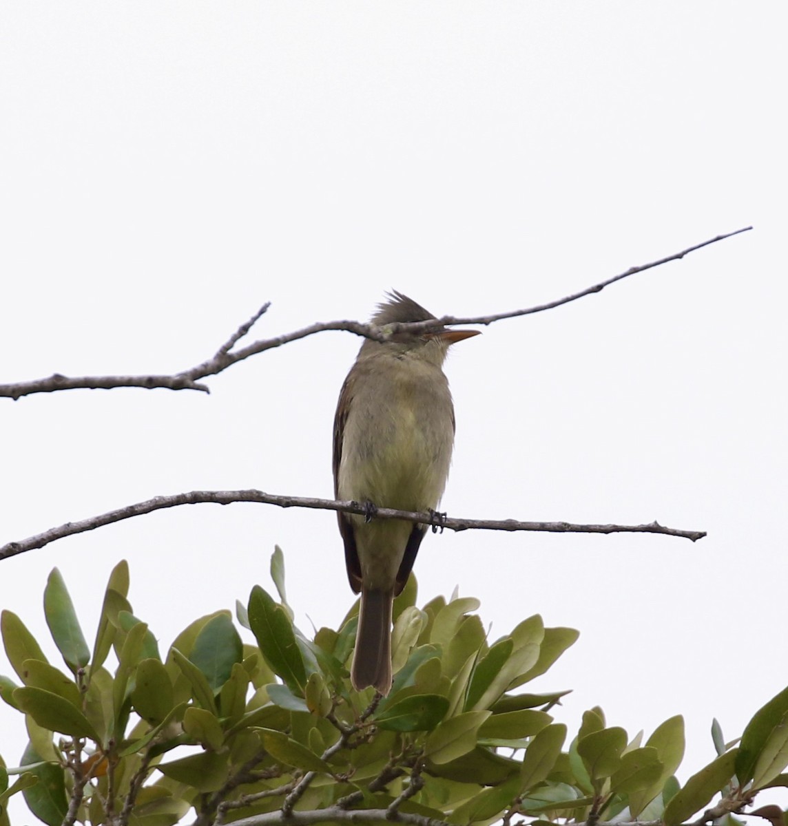 Greater Pewee - ML651406759
