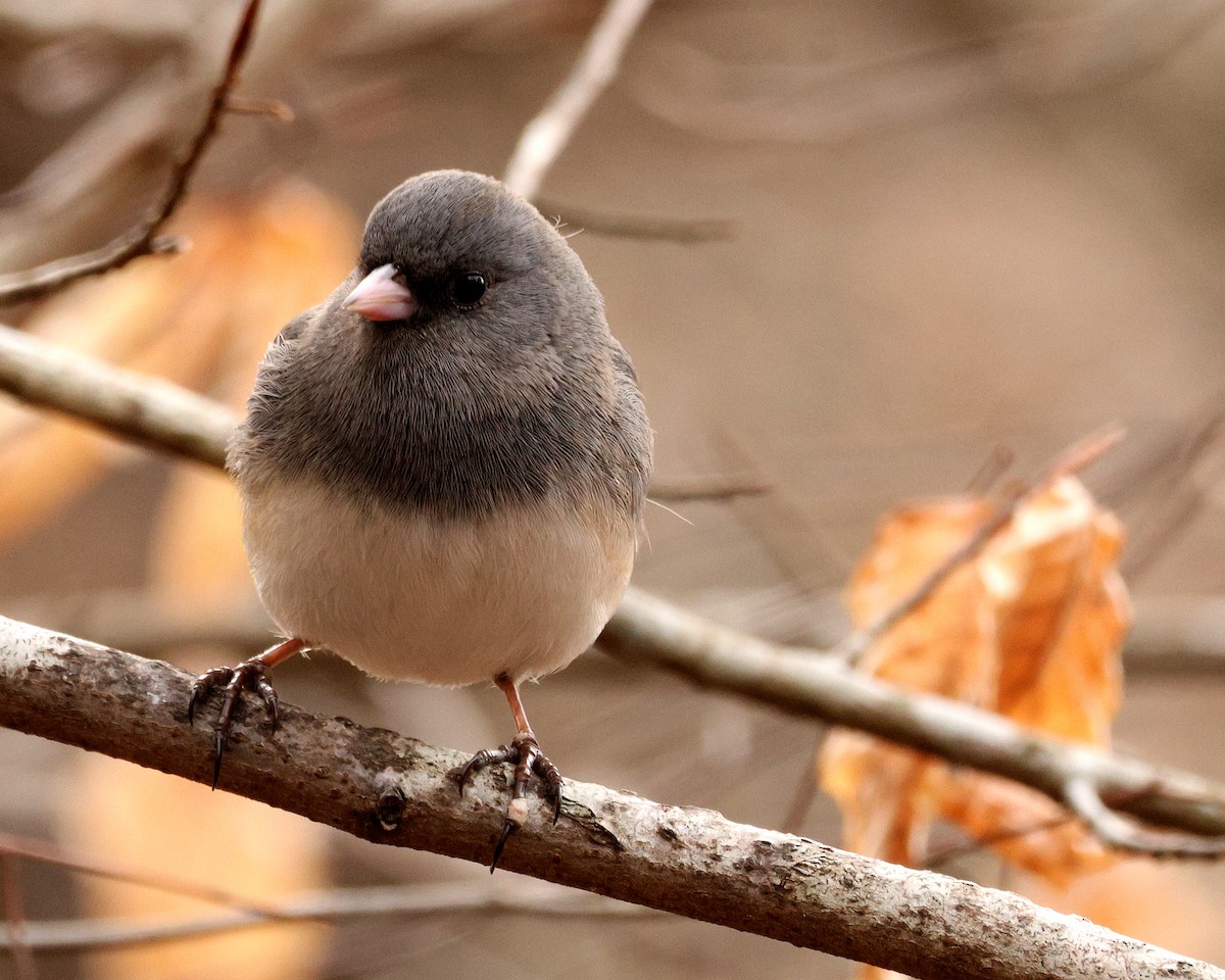 Dark-eyed Junco - ML651406772