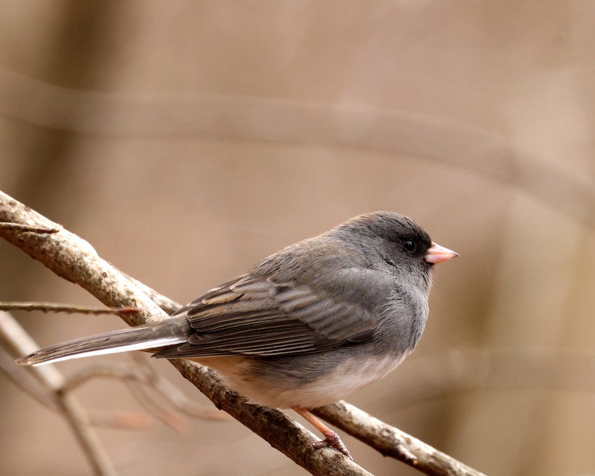 Dark-eyed Junco - ML651406777