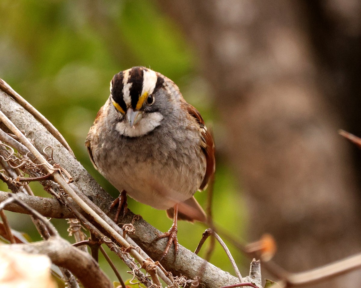 White-throated Sparrow - ML651406799