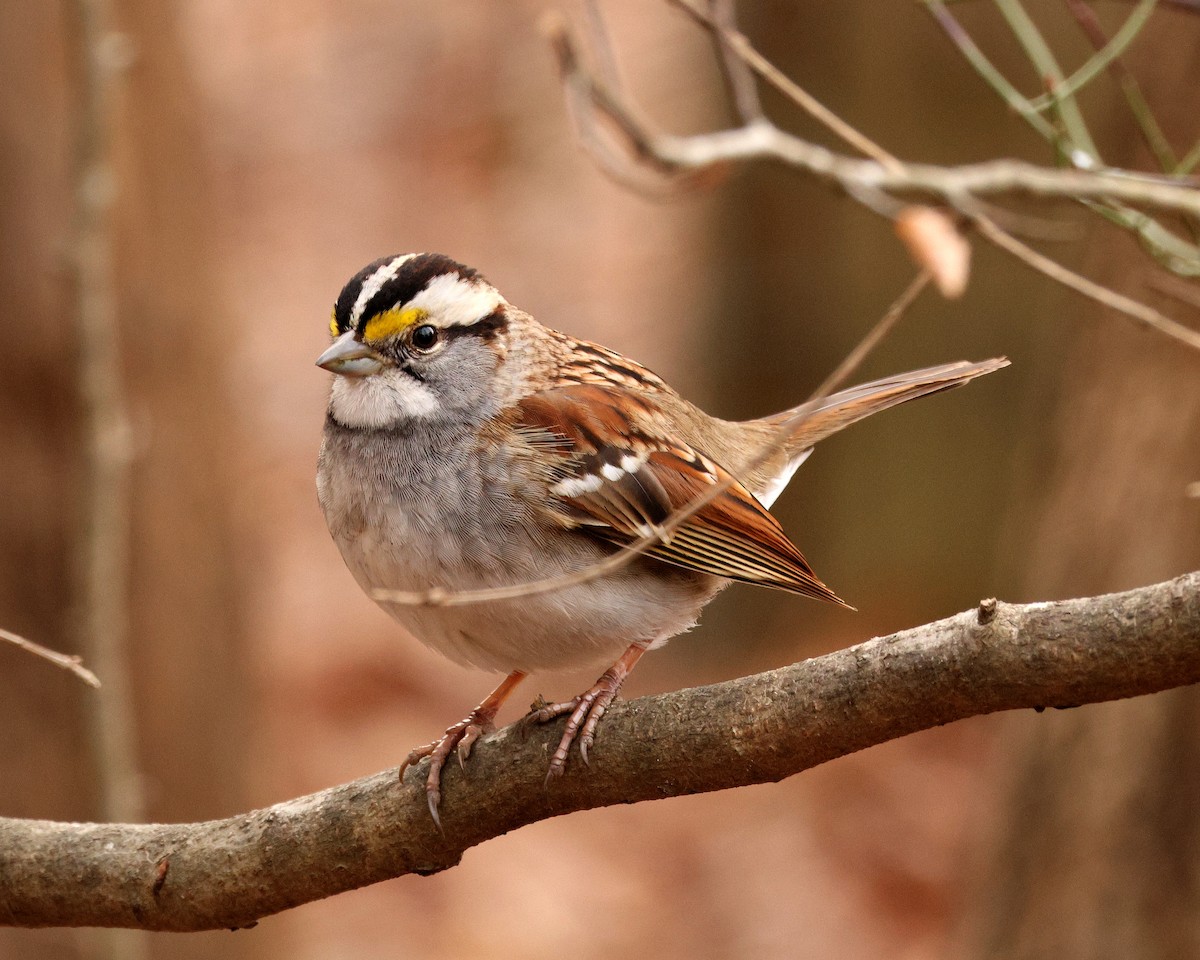 White-throated Sparrow - ML651406800