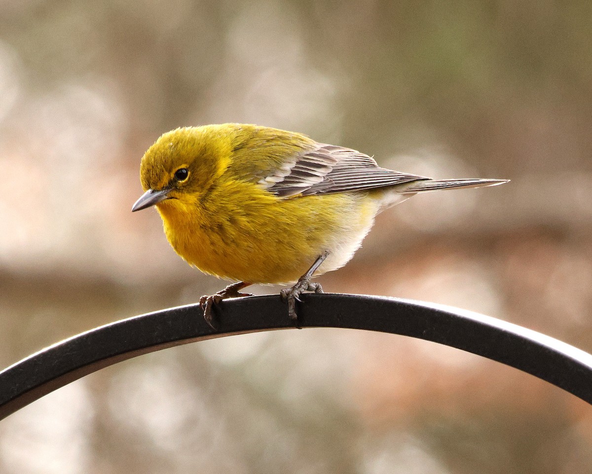 Pine Warbler - ML651406831