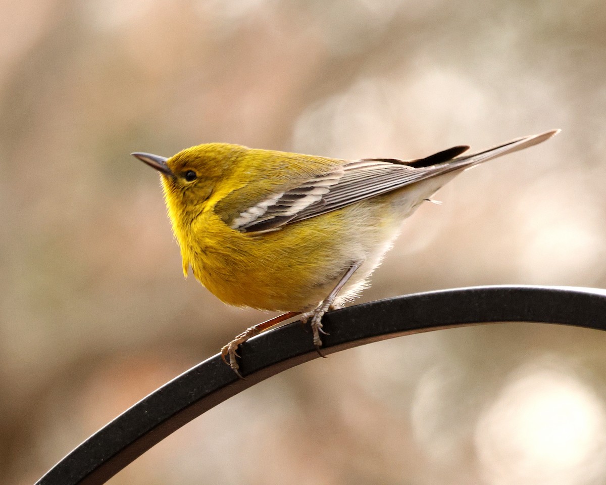 Pine Warbler - ML651406832