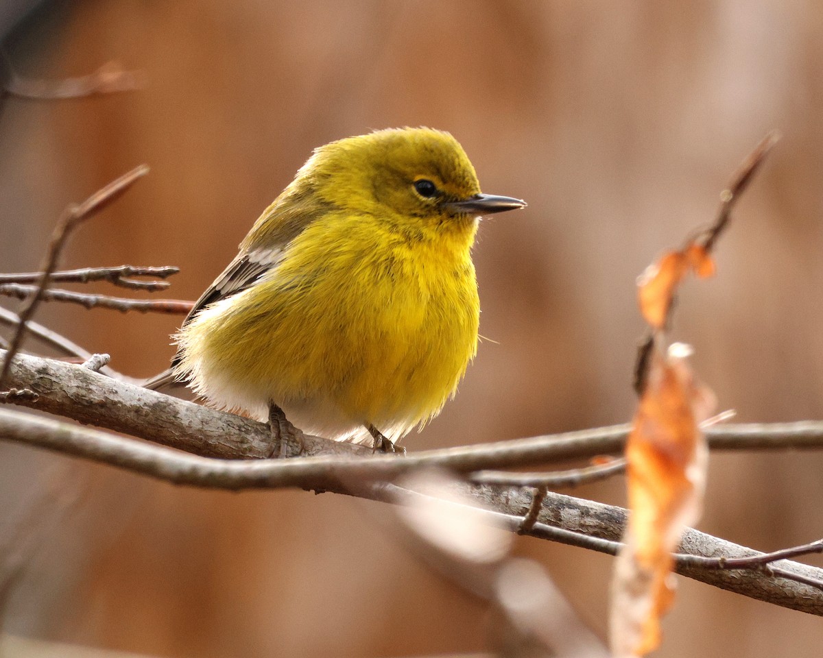 Pine Warbler - ML651406833