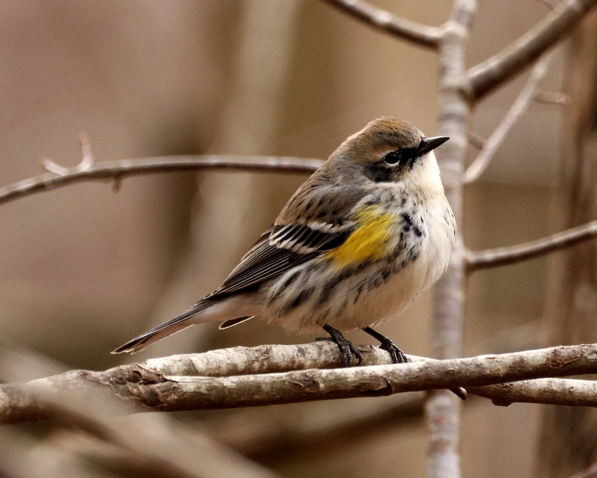 Yellow-rumped Warbler - ML651406869