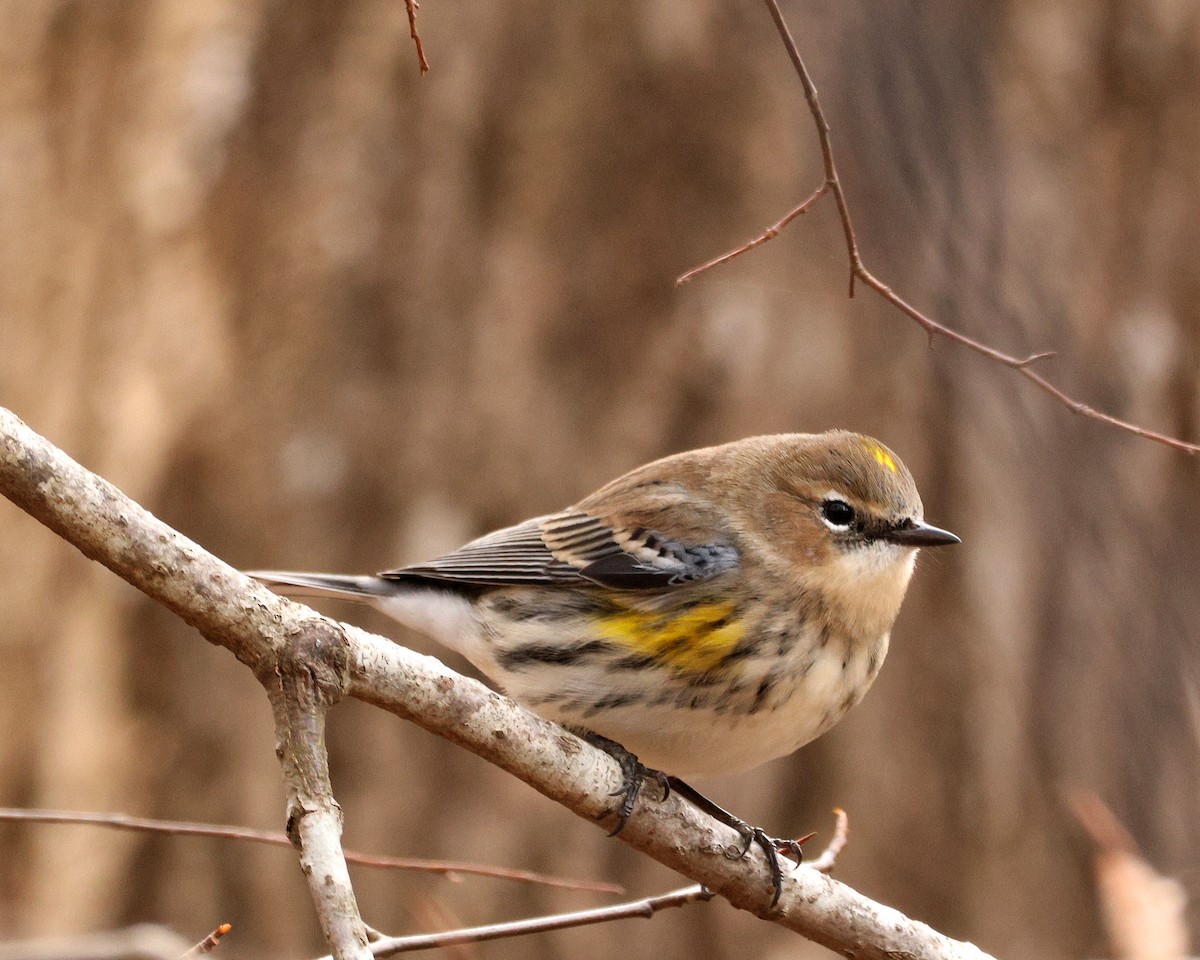 Yellow-rumped Warbler - ML651406870