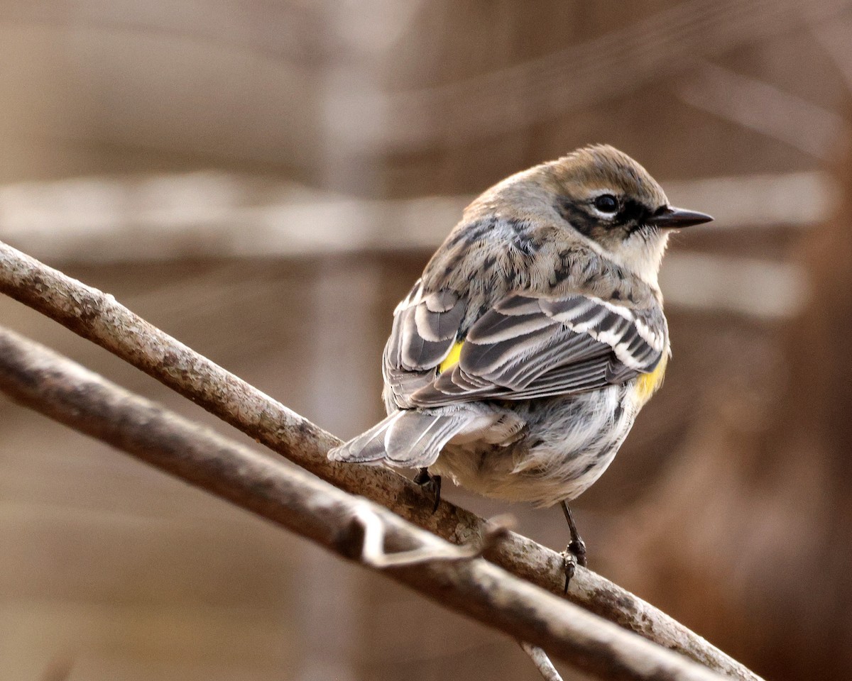 Yellow-rumped Warbler - ML651406871