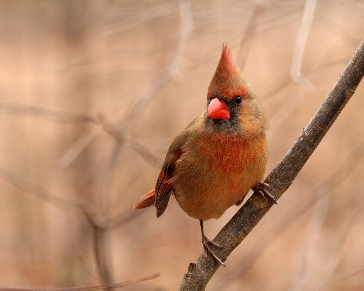 Kardinal arrunta - ML651406894