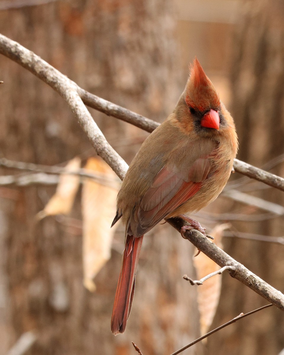 Kardinal arrunta - ML651406895