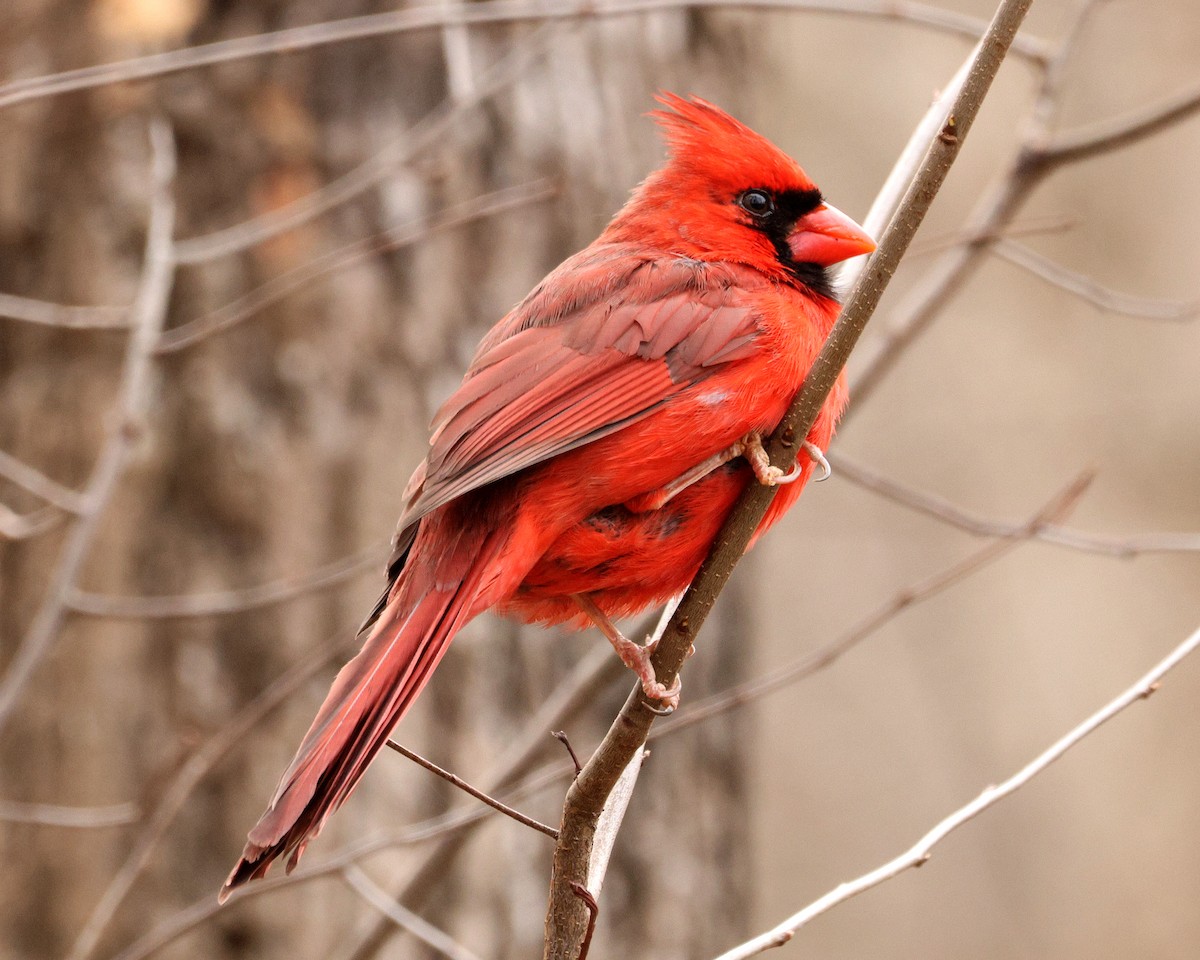 Kardinal arrunta - ML651406896