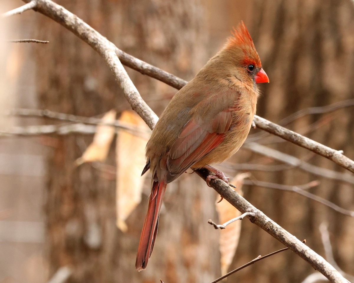 Kardinal arrunta - ML651406897