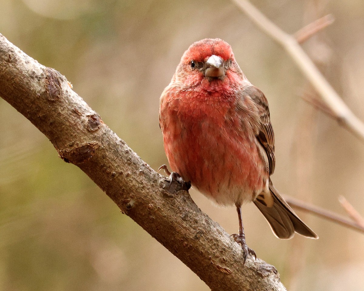 Burugorri arrunta - ML651406929