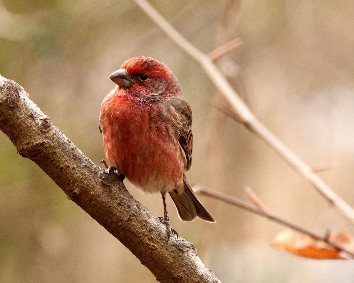 Burugorri arrunta - ML651406931