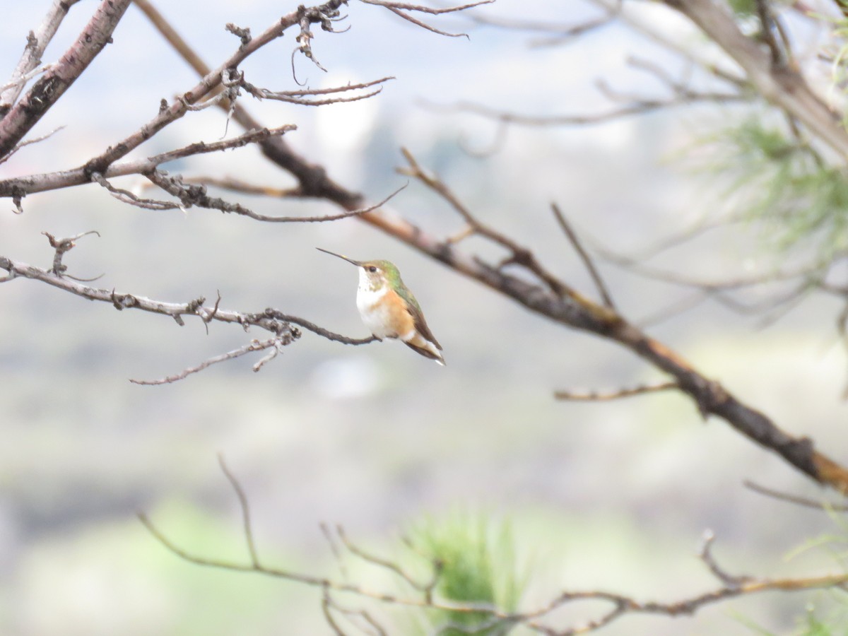 Rufous Hummingbird - ML651407103