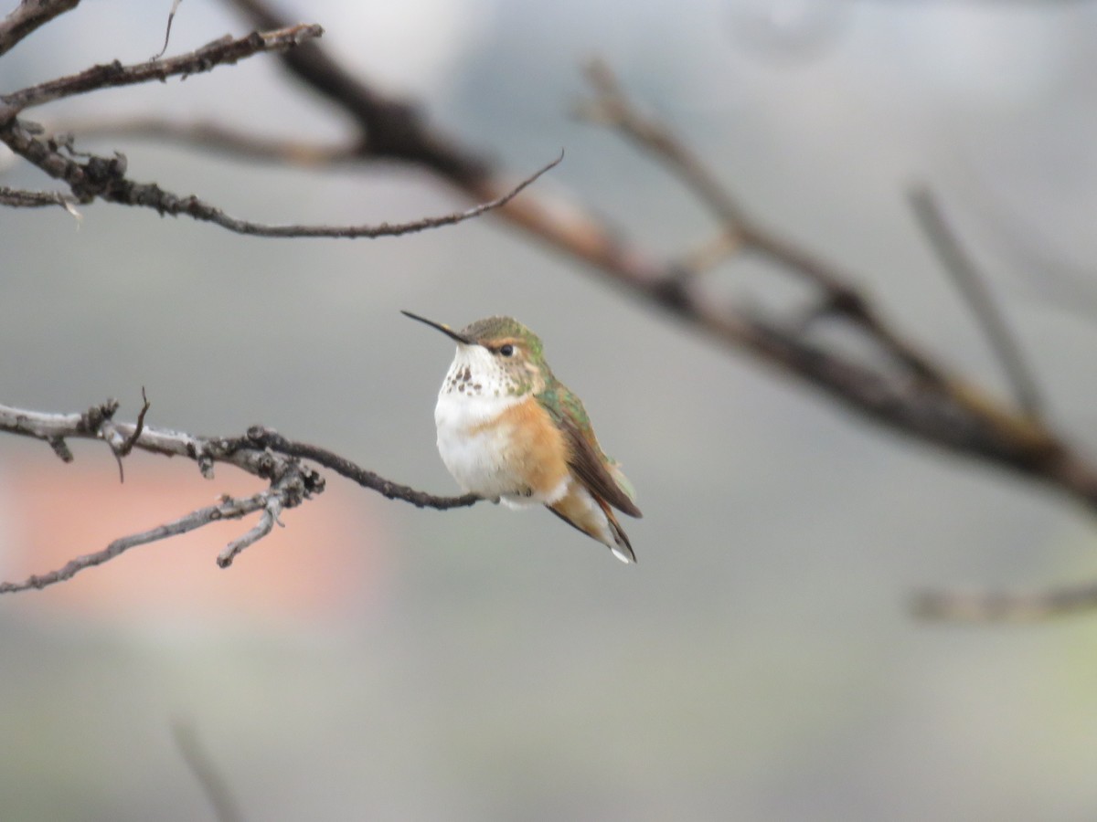 Rufous Hummingbird - ML651407104