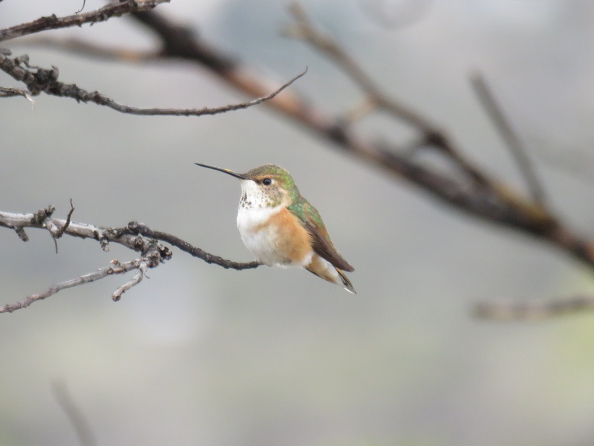 Rufous Hummingbird - ML651407105