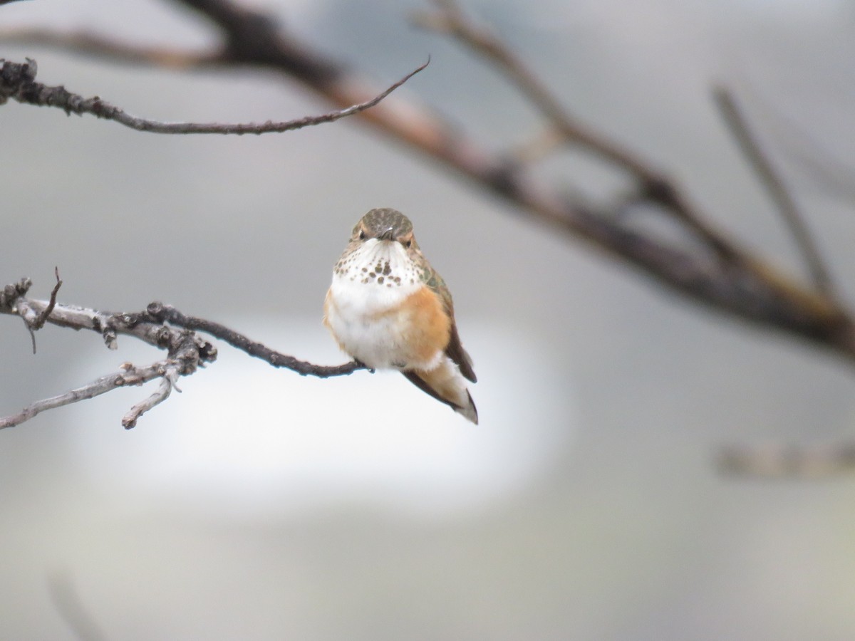 Rufous Hummingbird - ML651407106