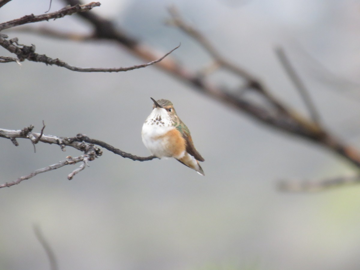 Rufous Hummingbird - ML651407107