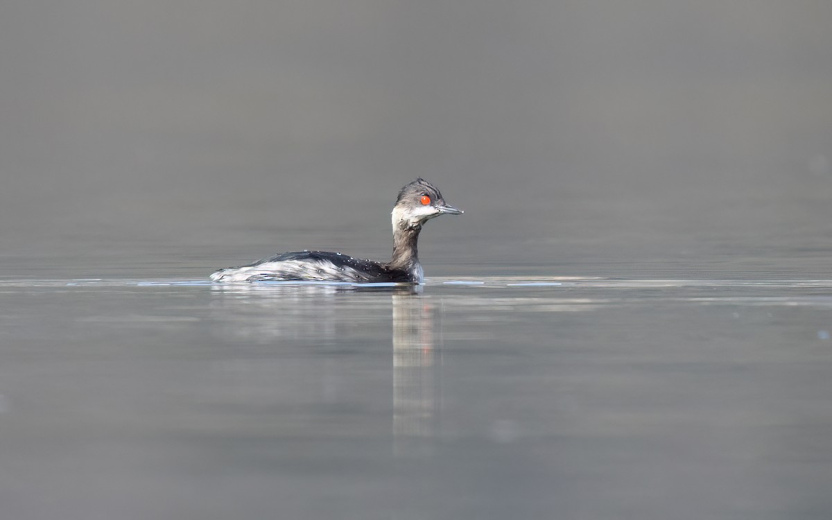 ML651407327 - Eared Grebe - Macaulay Library