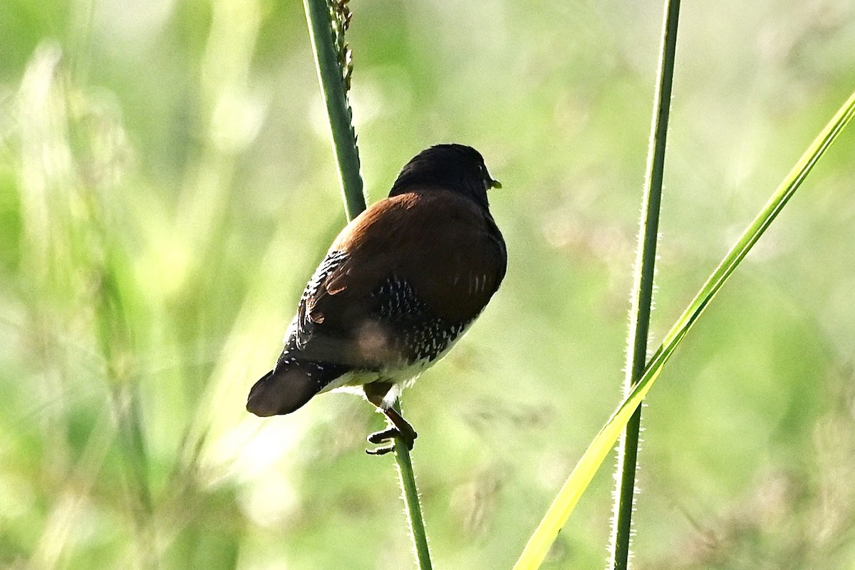 Black-and-white Mannikin - ML651407356