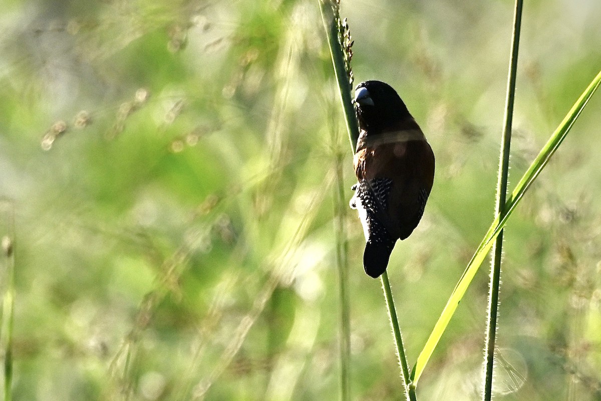 Black-and-white Mannikin - ML651407357