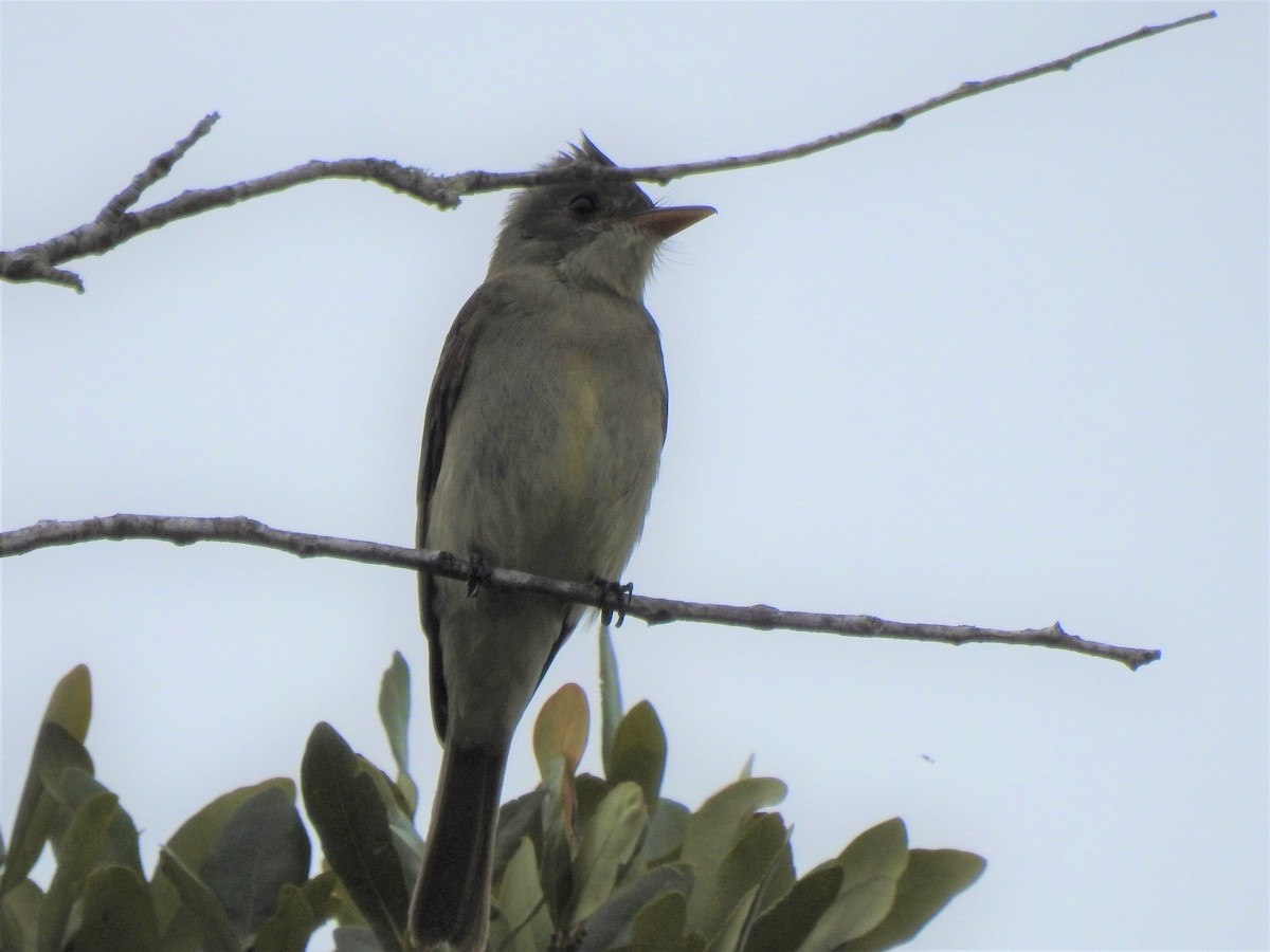 Greater Pewee - ML651407464