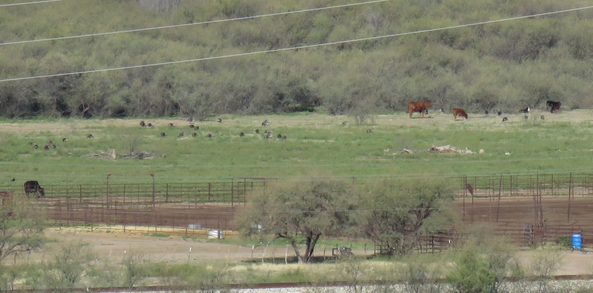 Wild Turkey - ML651408211