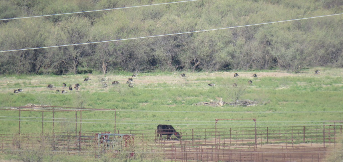 Wild Turkey - ML651408212