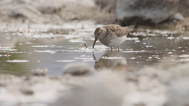 Piovanello pettorale - ML651408214