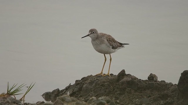 Totano zampegialle minore - ML651408423