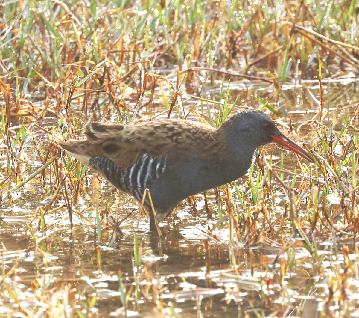 eBird Checklist - 21 Feb 2026 - Chandu (Sahibi Basin) - 59 species