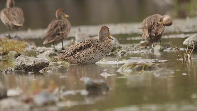 Yellow-billed Pintail - ML651408658