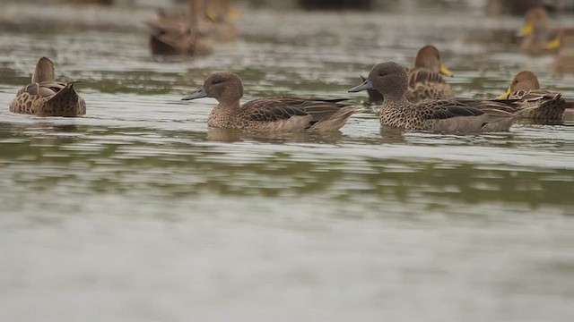Andean Teal - ML651408676