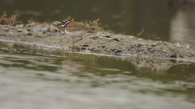 Killdeer - ML651408693