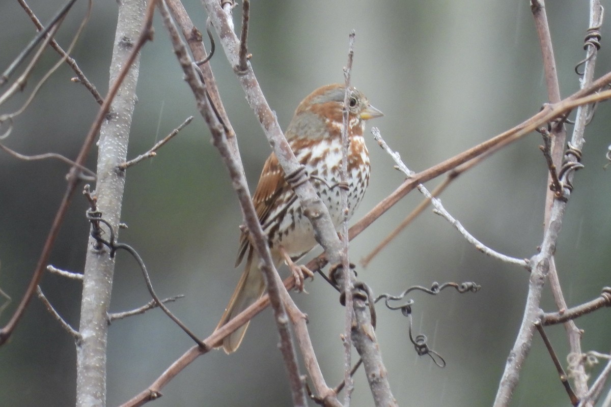 Fox Sparrow - ML651408710