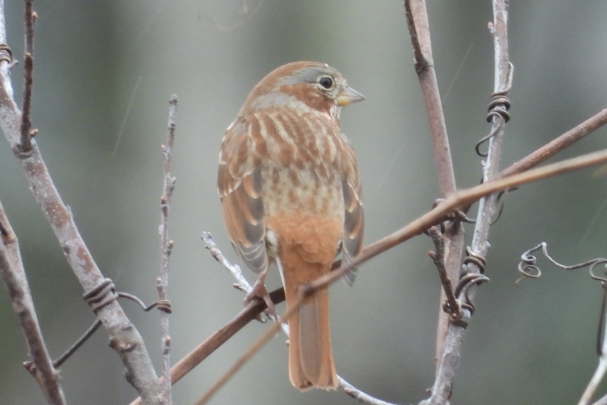 Fox Sparrow - ML651408717