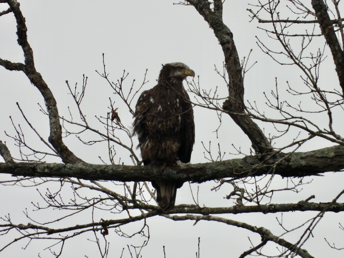 Bald Eagle - ML651408730