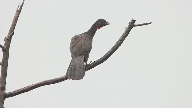 Andean Guan - ML651408903