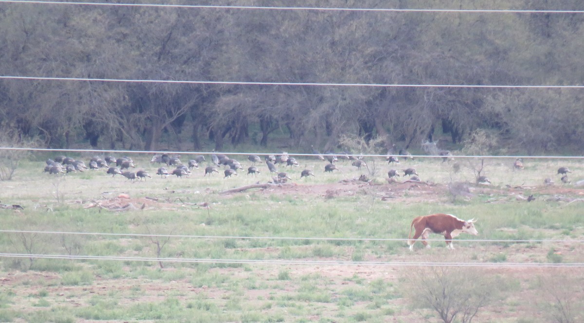 Wild Turkey - ML651408968