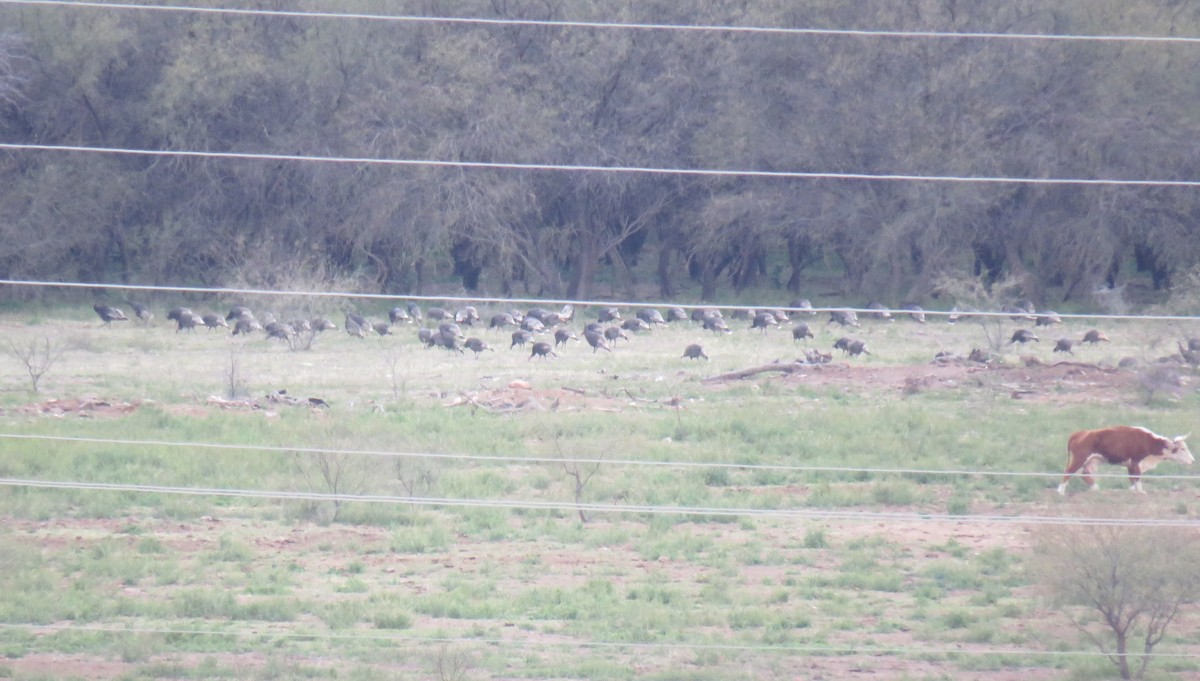 Wild Turkey - ML651408969