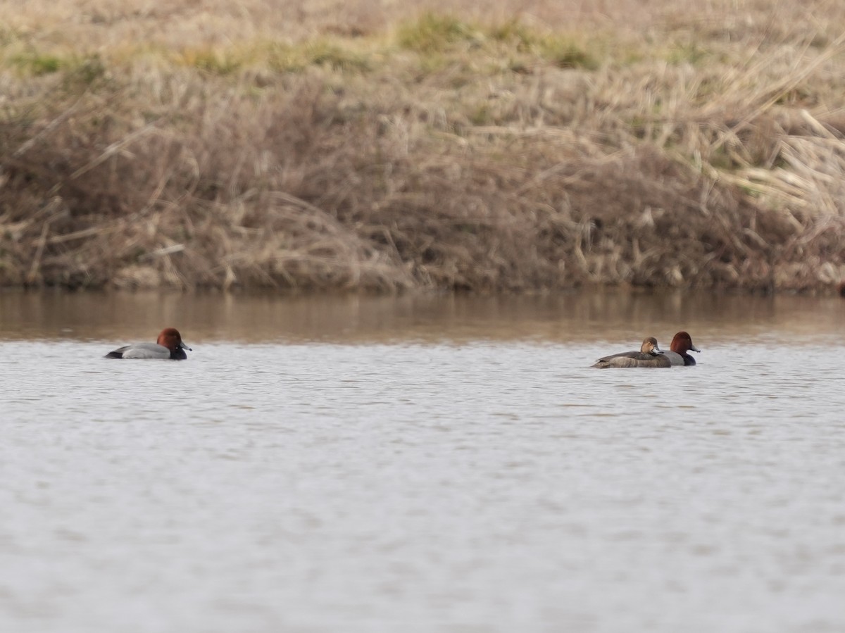 Rotkopfente - ML651409005