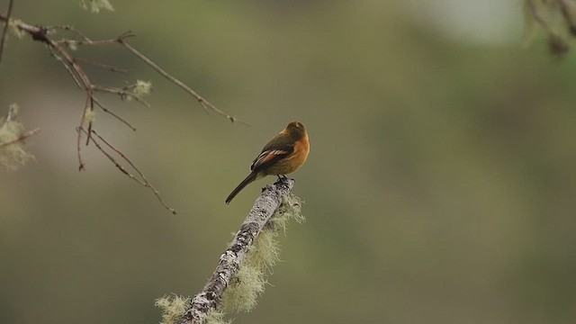 Cinnamon Flycatcher - ML651409024