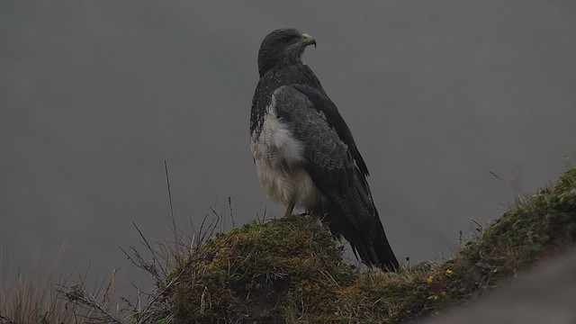 Black-chested Buzzard-Eagle - ML651409097