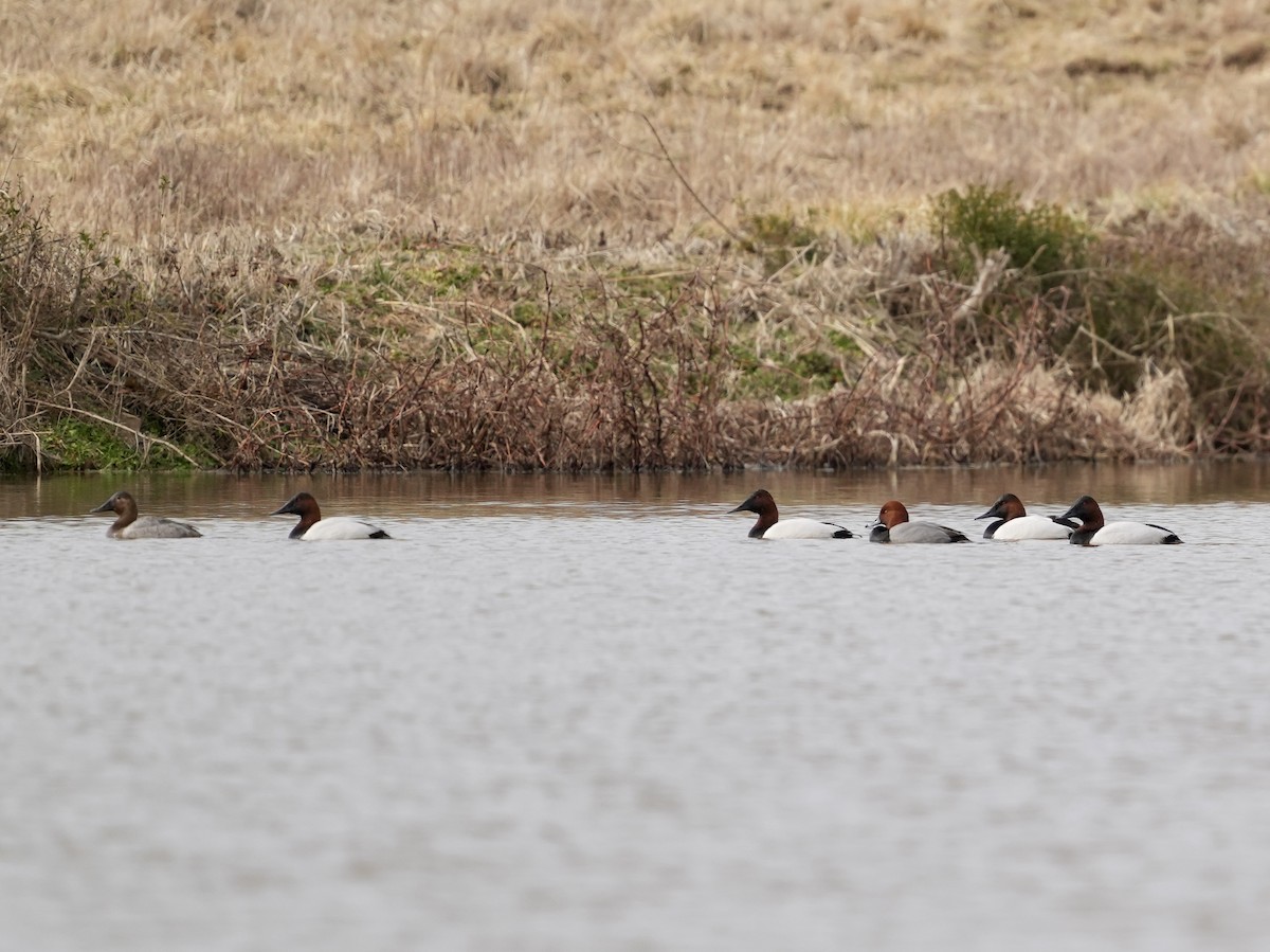 Riesentafelente - ML651409178