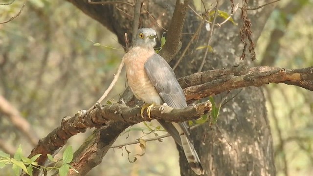 Common Hawk-Cuckoo - ML651409389