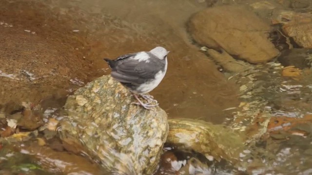 Torrent Tyrannulet - ML651409482